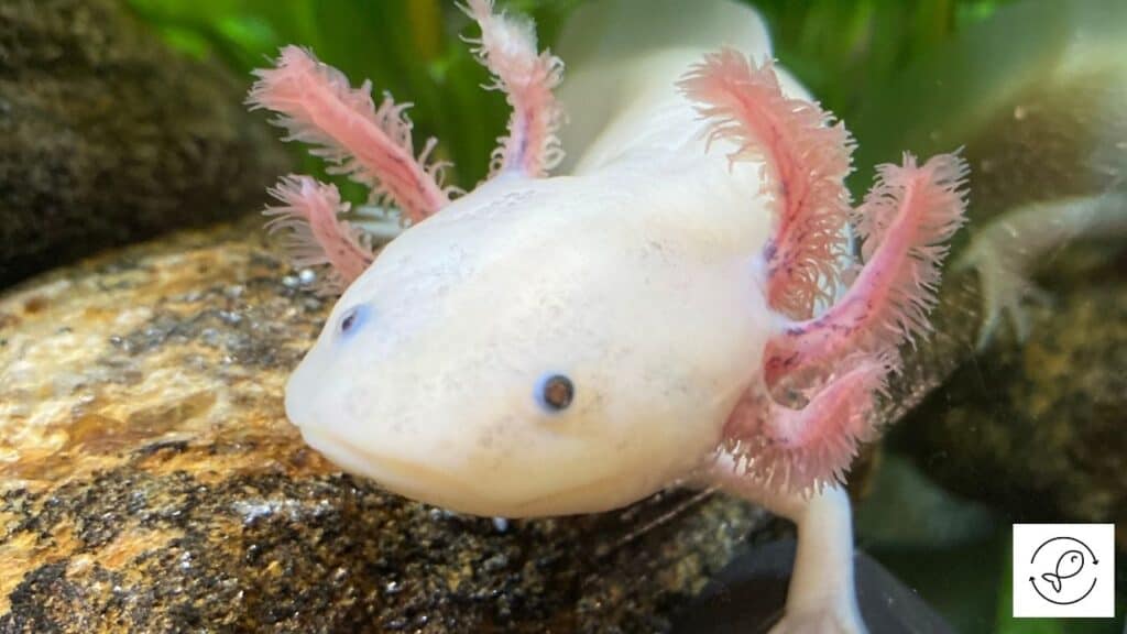 Image of an axolotl swimming in freshwater