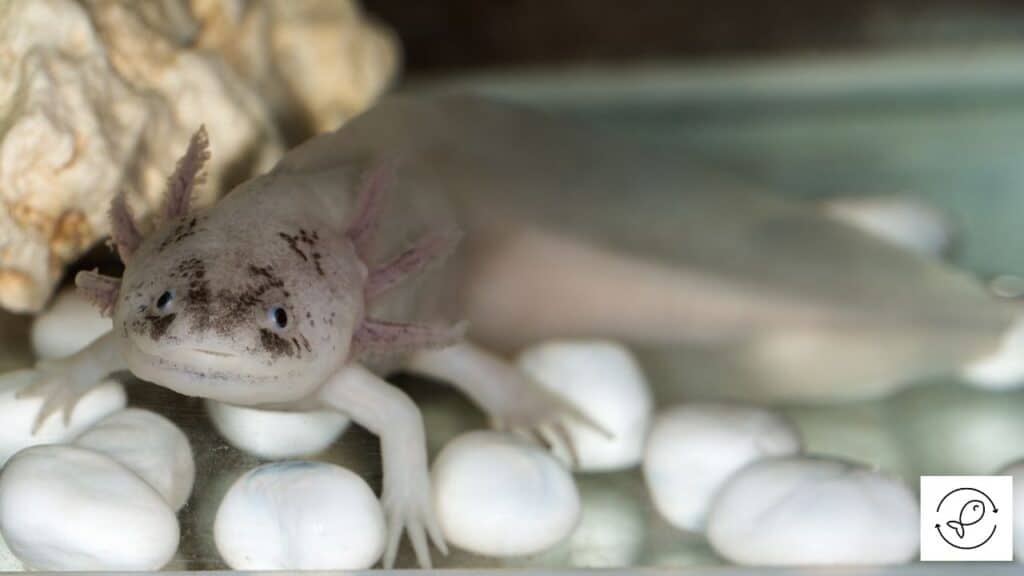 Image of an axolotl that's not poisonous