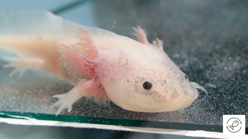 Axolotl with limbs