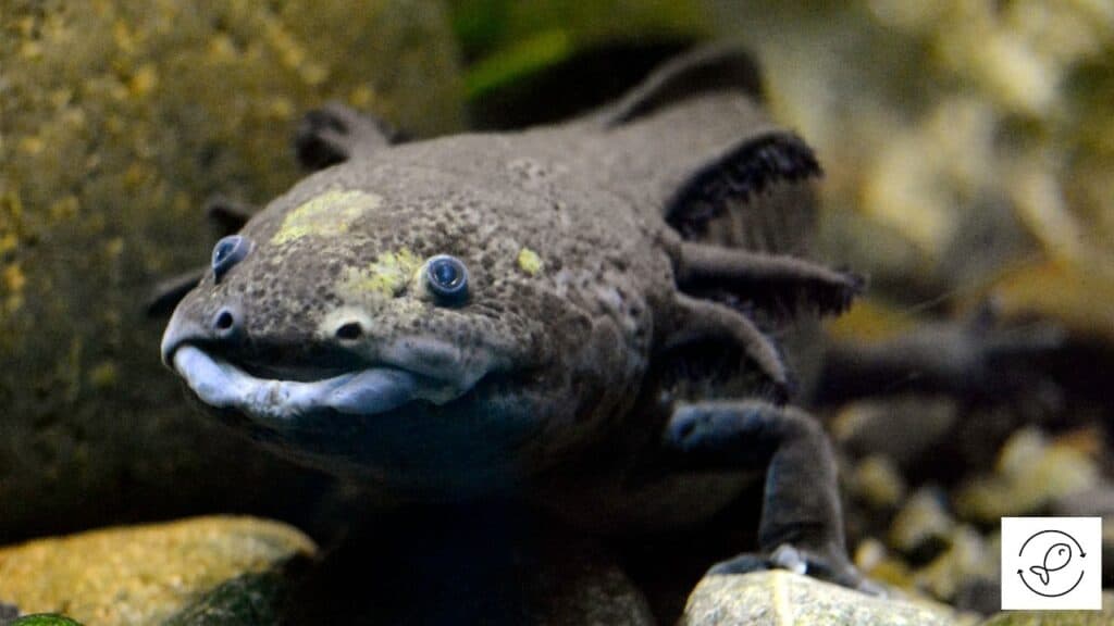 Axolotl with salmonella