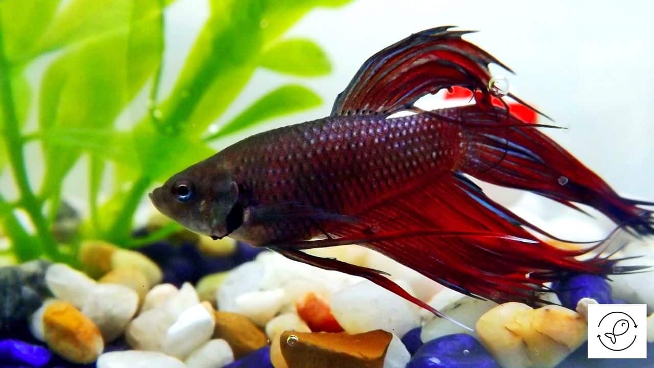 Are Bettas Freshwater Fish? (Can They Live In Saltwater Or Tap Water?)