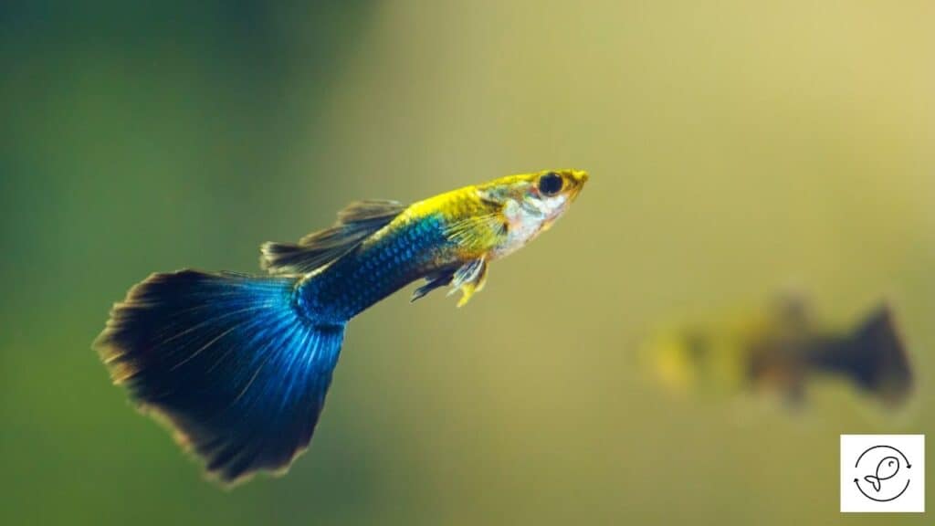 Colorful guppy