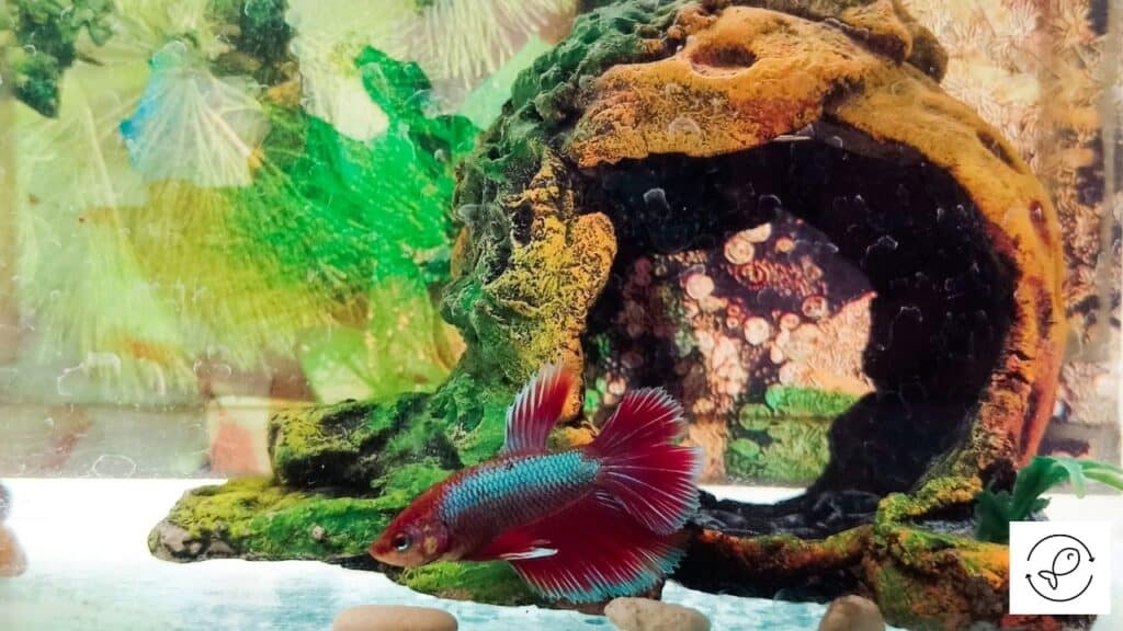 Female betta in a tank resembling her natural habitat