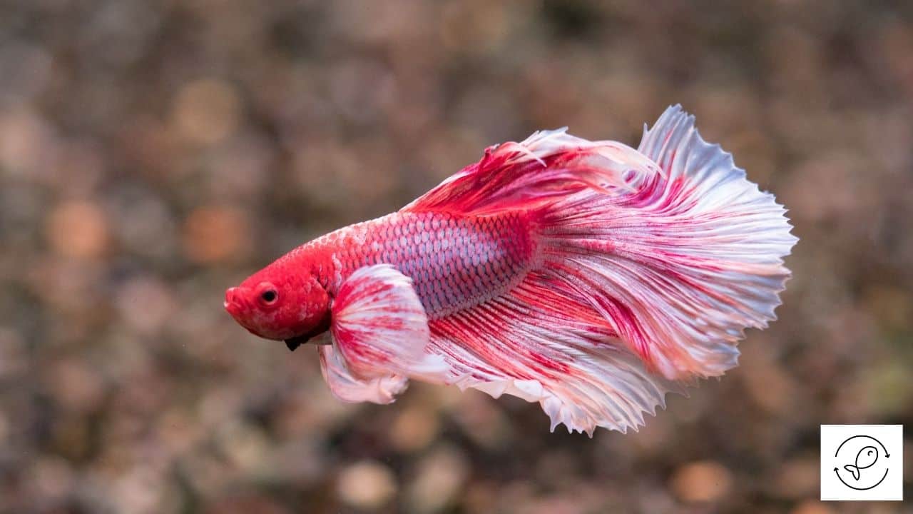 How Do Bettas Sleep? [How Do You Know They Are Sleeping?]