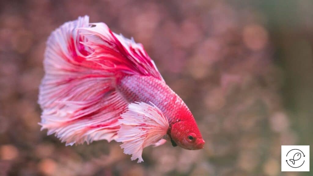 Image of a tropical betta fish