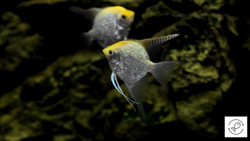 Two angelfish in a tank