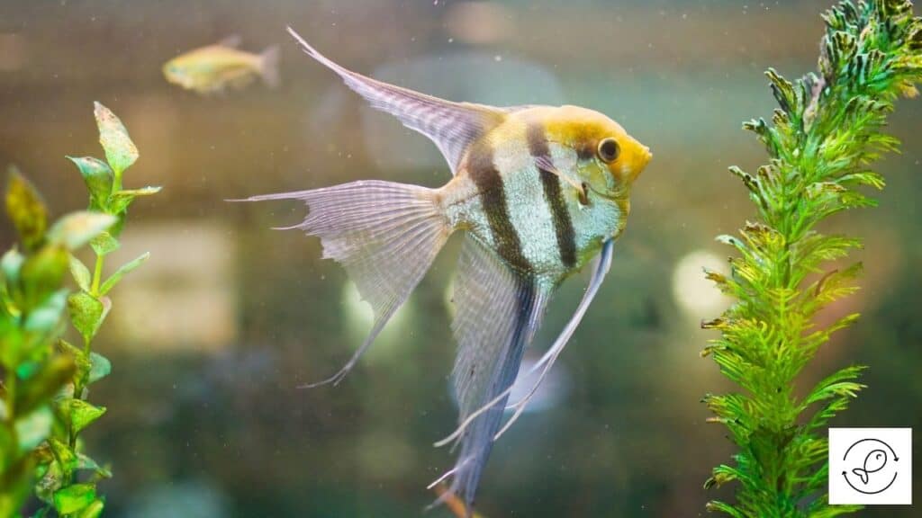 Angelfish tank