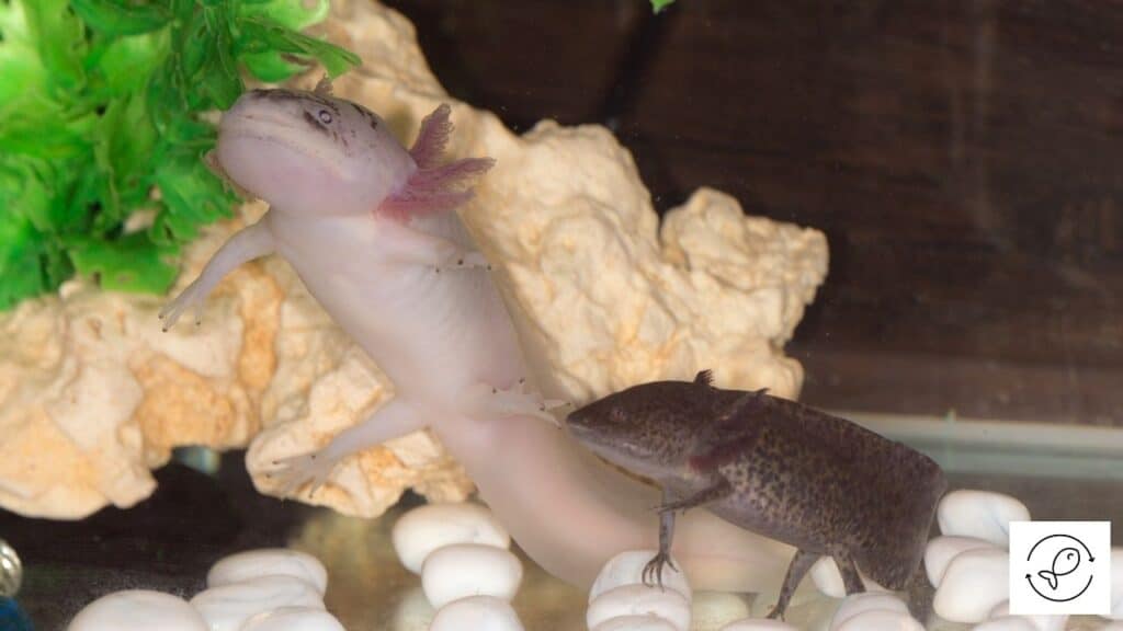 Axolotl with tankmates