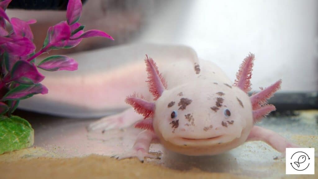 Beautiful axolotl