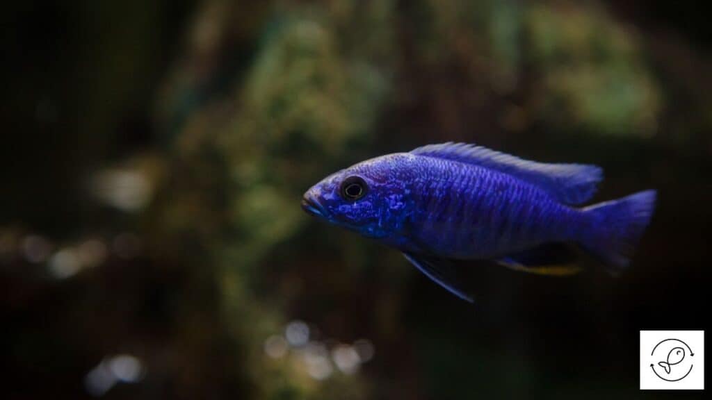 Beautiful cichlid