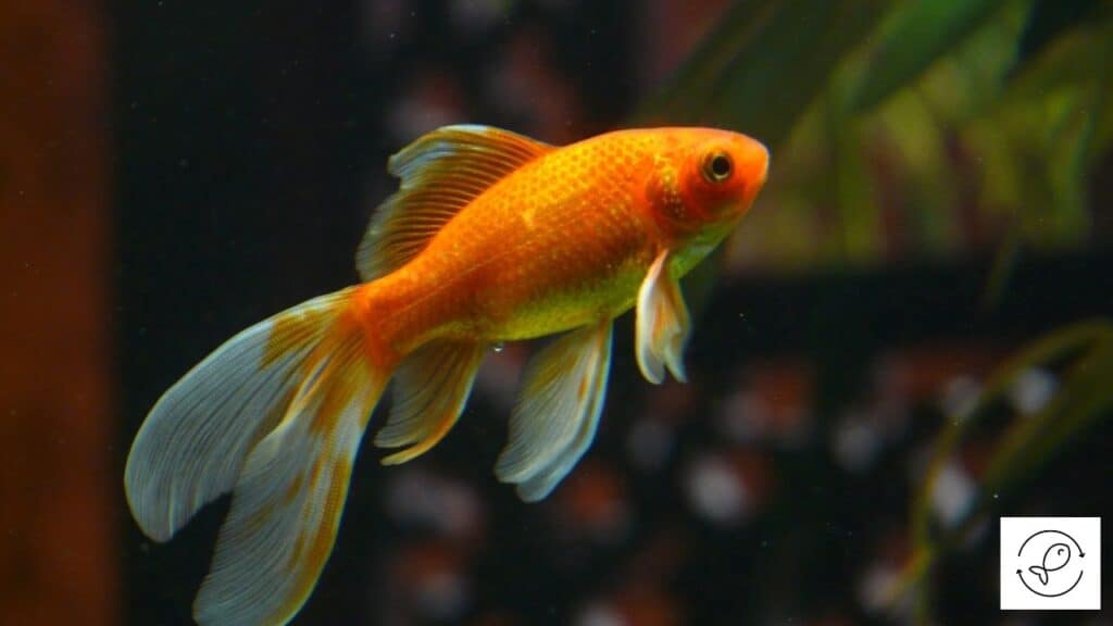 Beautiful goldfish