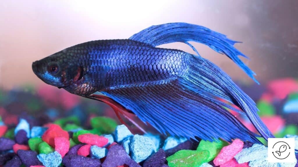 Betta