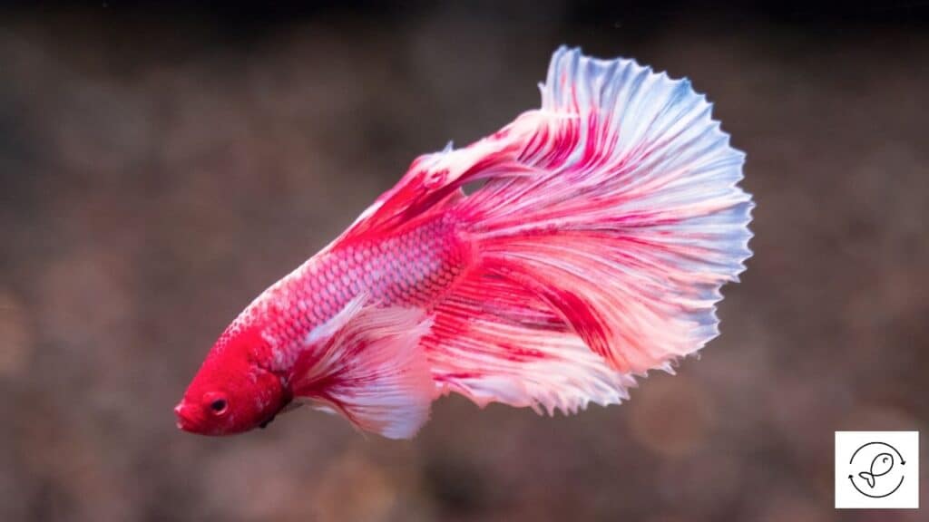 Colorful betta