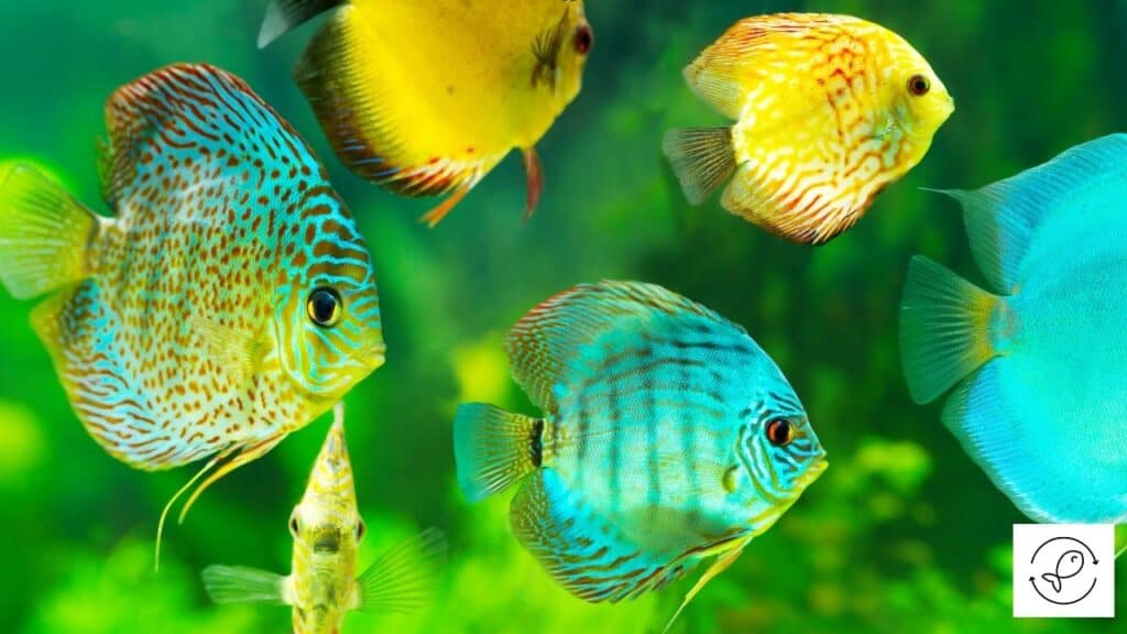 Discus fish in favorable tank conditions