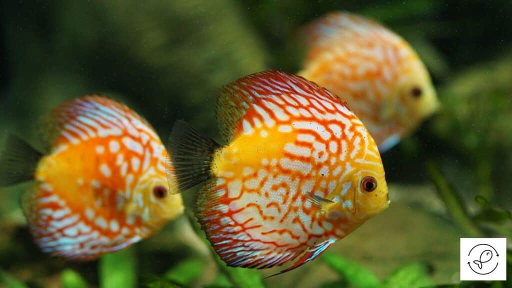 Discus fish swimming in freshwater