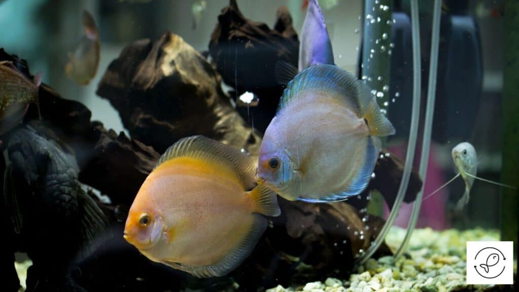 Discus fish tankmates