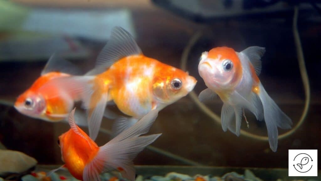 Goldfish with tankmates