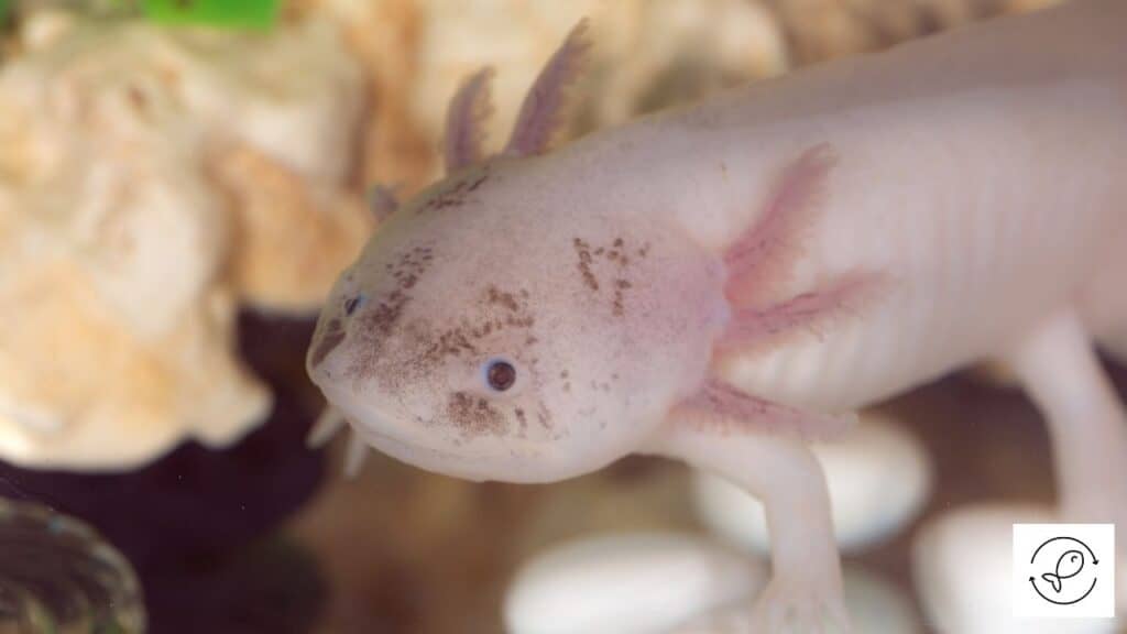 Healthy axolotl