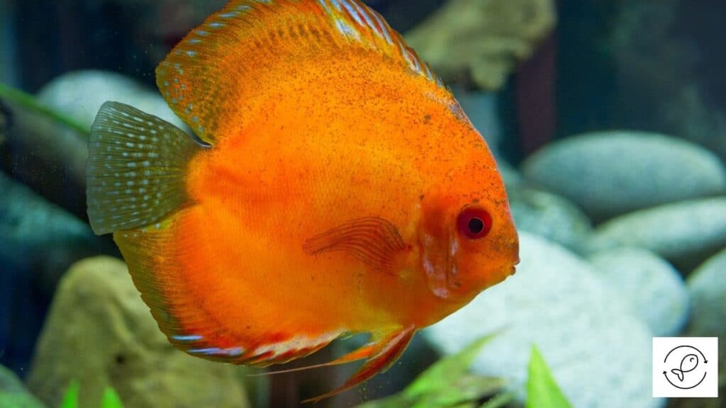 Healthy discus fish