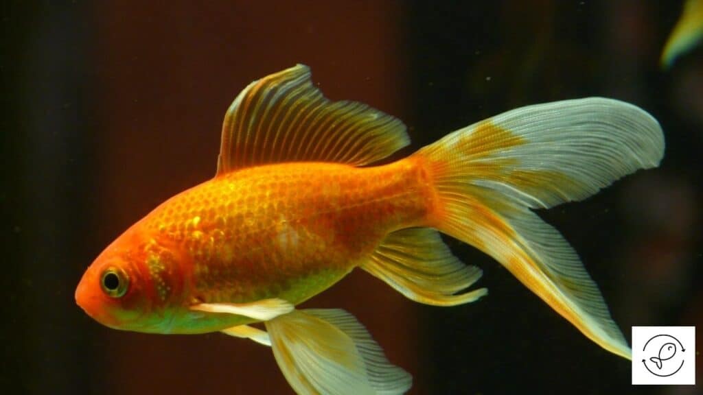 Healthy goldfish