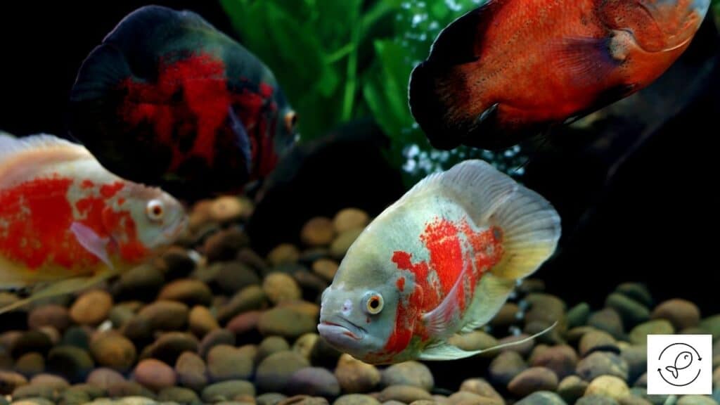 Oscar fish in their natural habitat