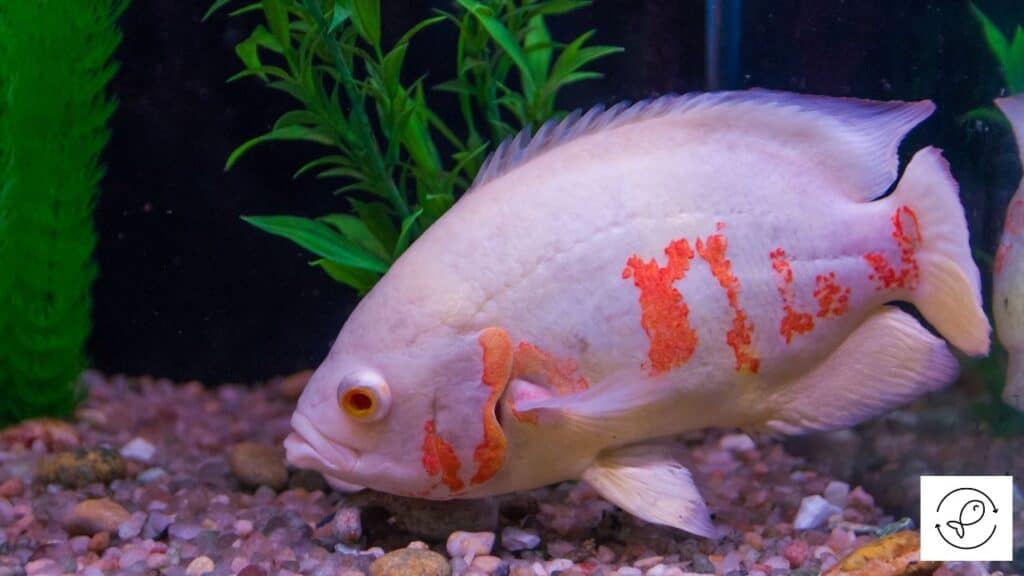 Oscar in an aquarium