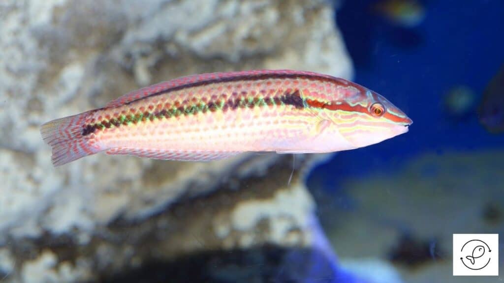 Rainbowfish about to eat shrimp