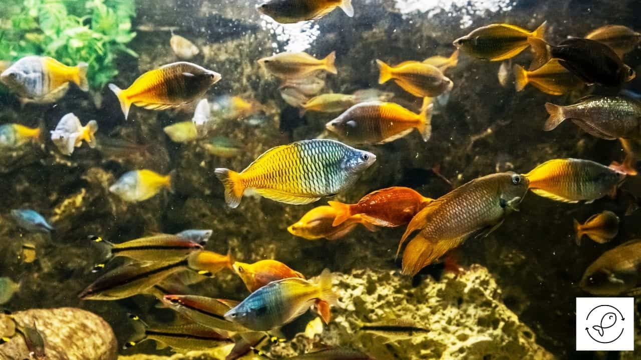 Are Rainbowfish Schooling Fish? [Australian, Banded, Celebes, Etc.]