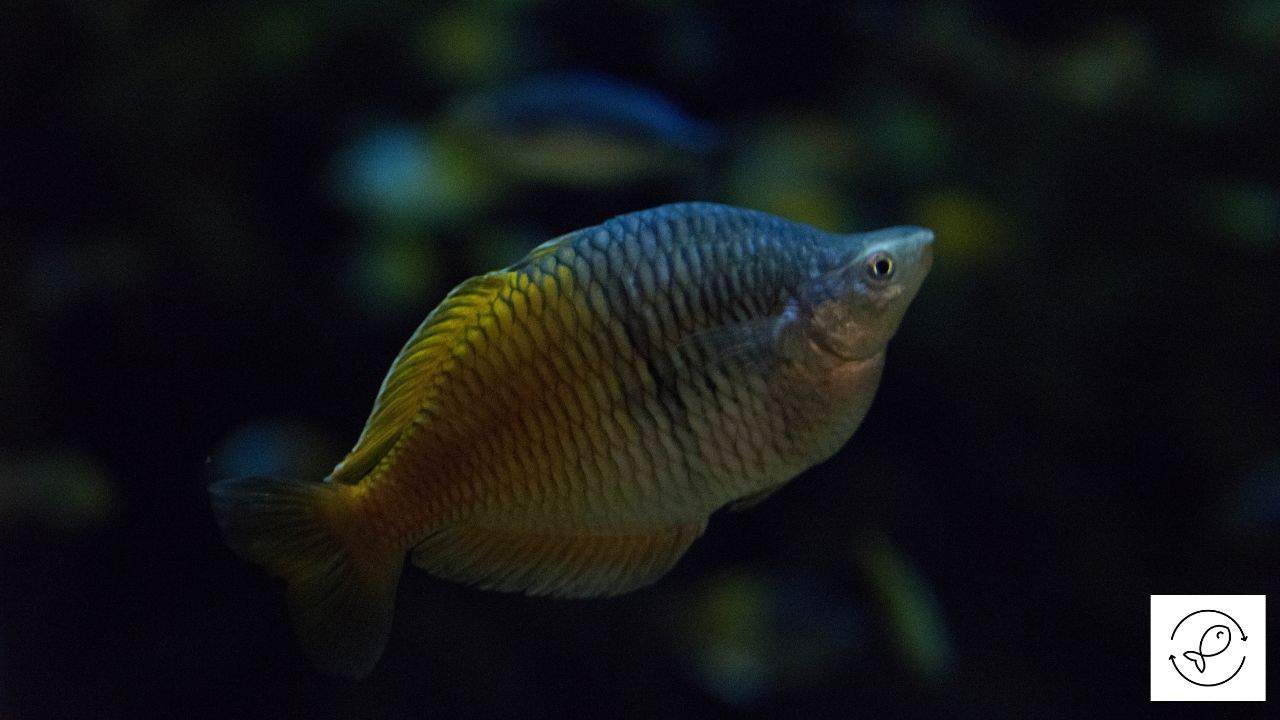 What Do Rainbowfish Eat? [Ideal Food To Feed Your Rainbowfish]