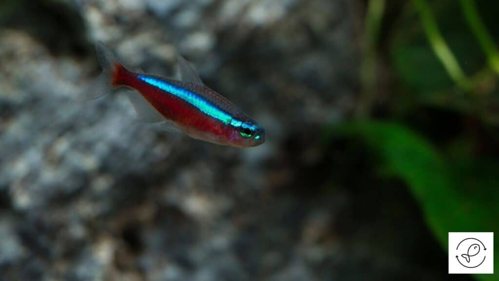 Tetra in an aquarium