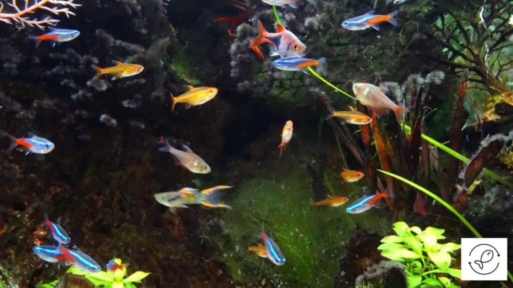 Tetras with tankmates