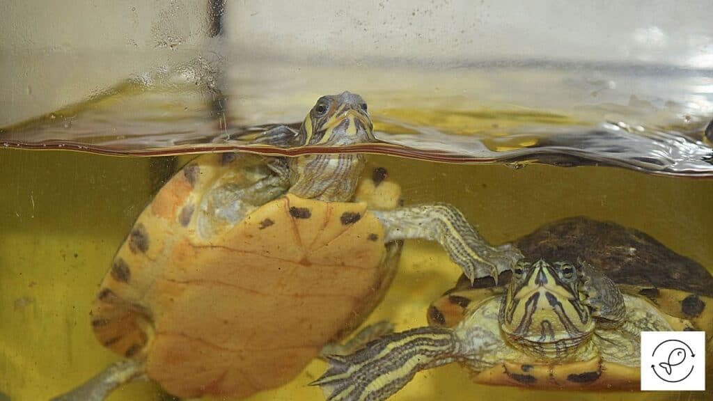 Turtle tank