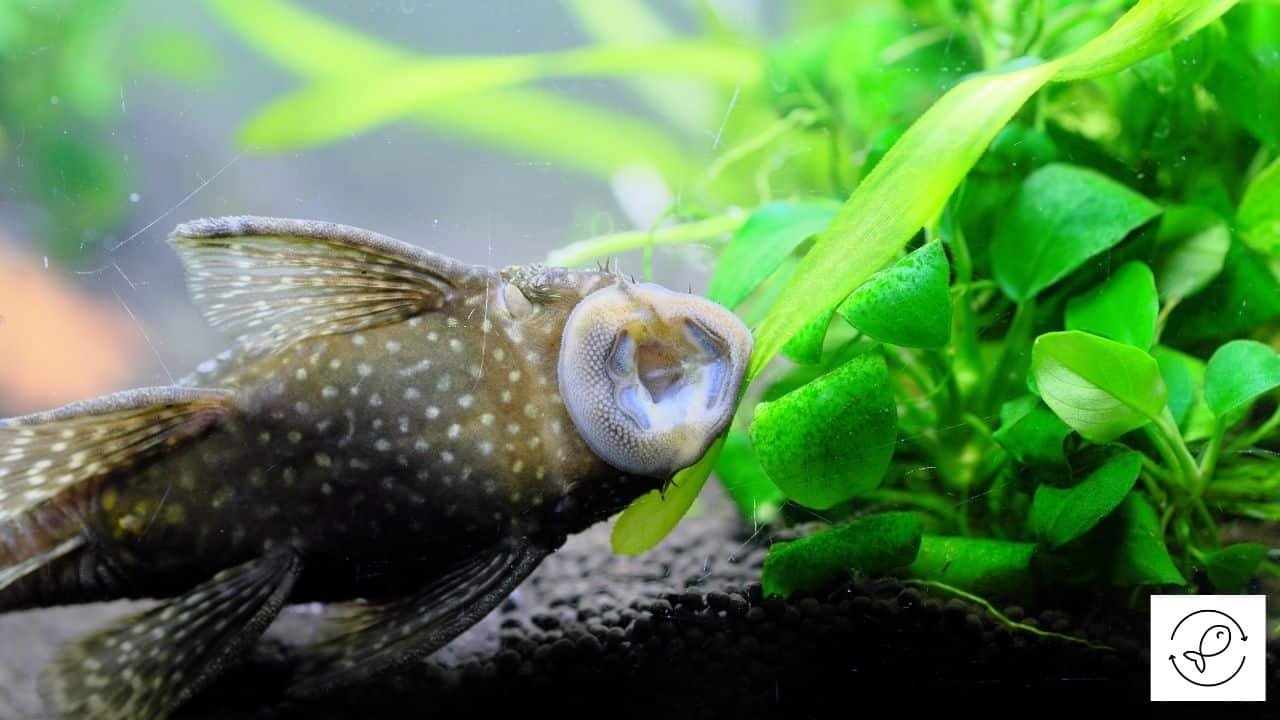 Do Plecos Have Teeth Why They Bite How To Stop Their Biting do-plecos-have-teeth-why-they-bite-how-to-stop-their-biting