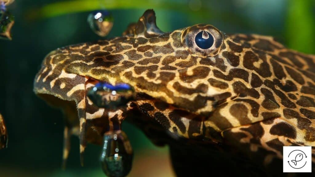 Aggressive leopard frog pleco