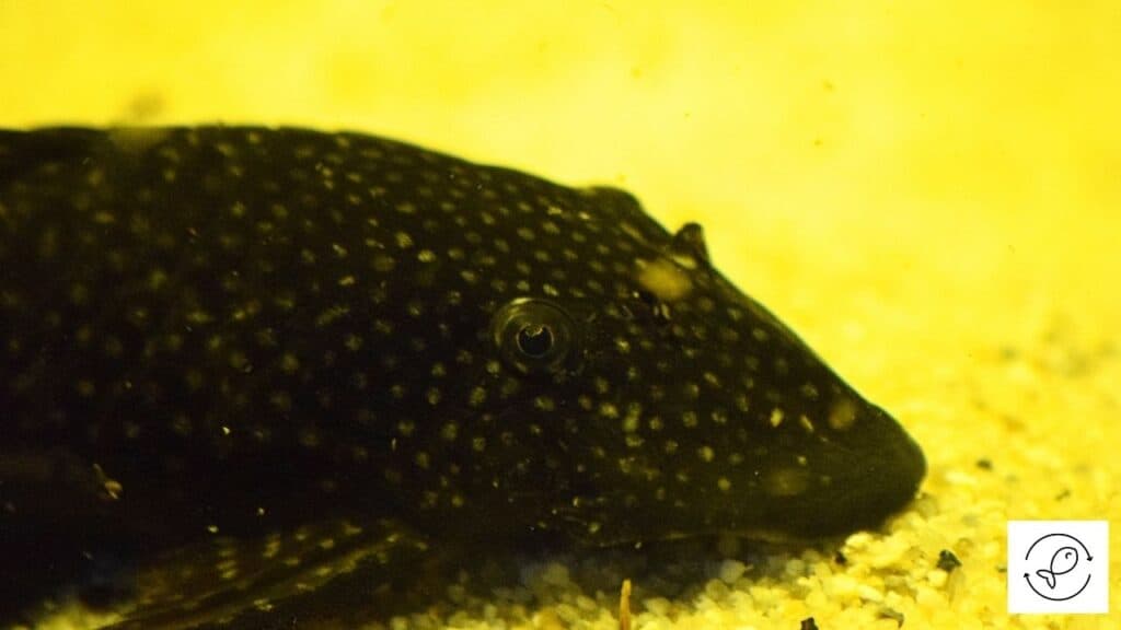 Bristlenose pleco in a tank