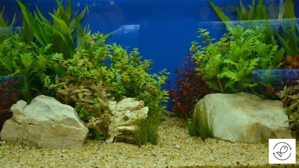 Decorated fish tank