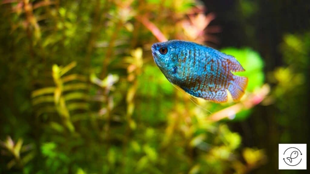 A dwarf gourami searching for food to eat