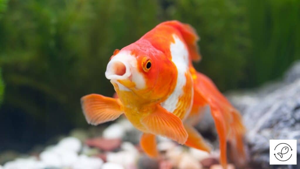 Goldfish in an aquarium with a pleco