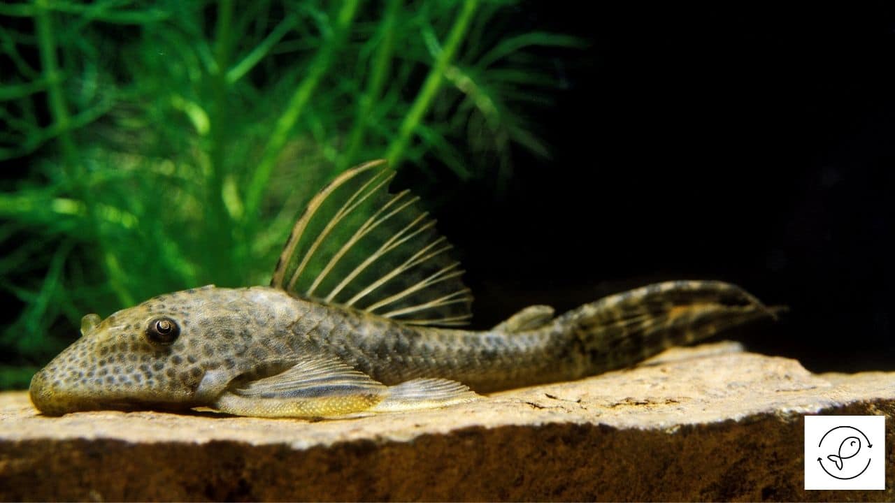 Are Plecos Aggressive? (Ways To Stop Their Aggression)