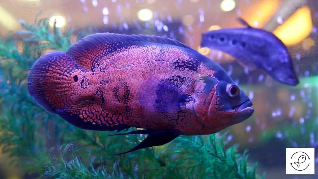 Oscar fish in a breeding tank