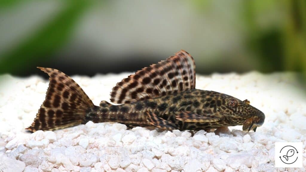 Pleco about to lay eggs