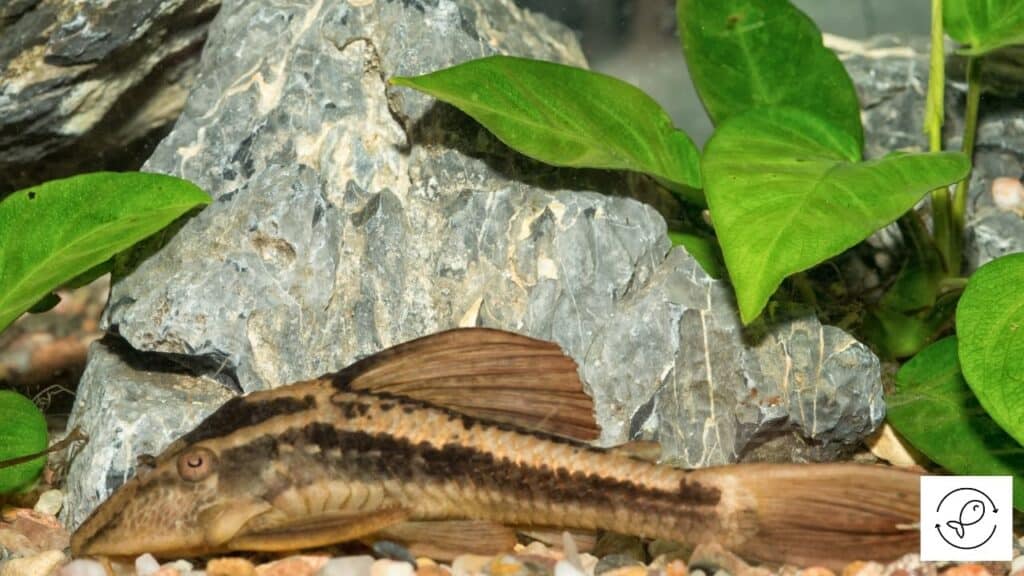 Pleco in a tank with tankmates