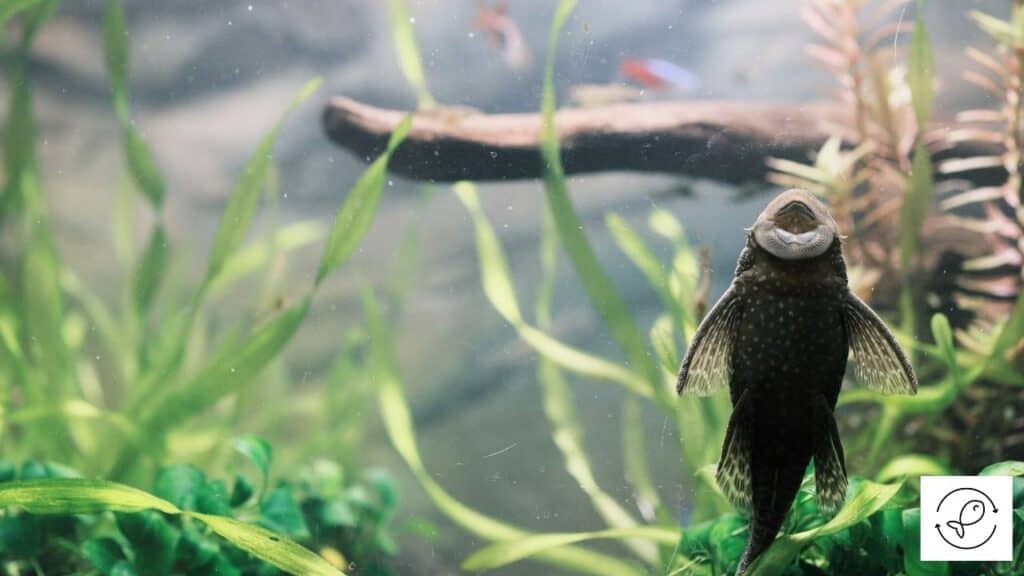 Pleco tank