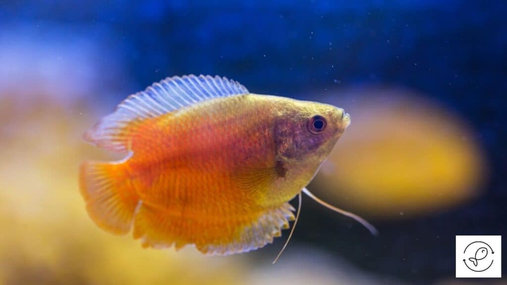 Red dwarf gourami swimming in an aquarium