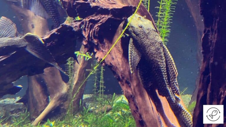 do-plecos-eat-algae-pleco-species-that-eat-algae