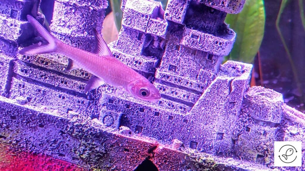 Bala shark with other fish in the tank