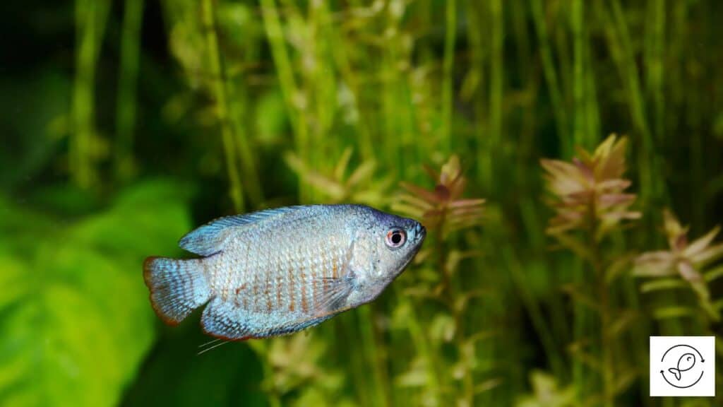 Dwarf gourami with appetite loss