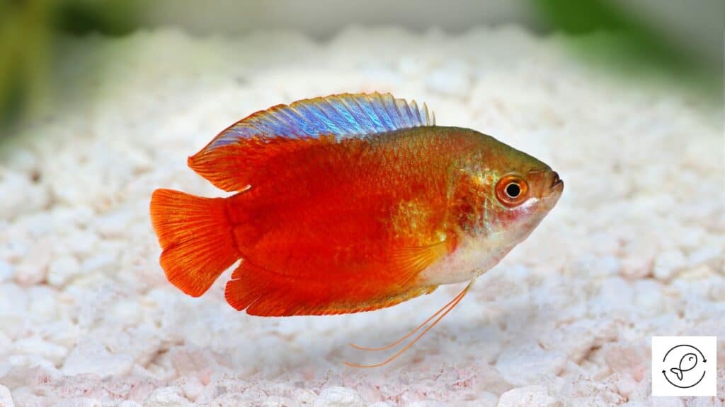 Flame dwarf gourami