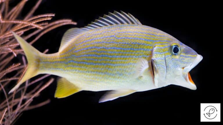 JalJeev - Aquariums and Aquatic Life