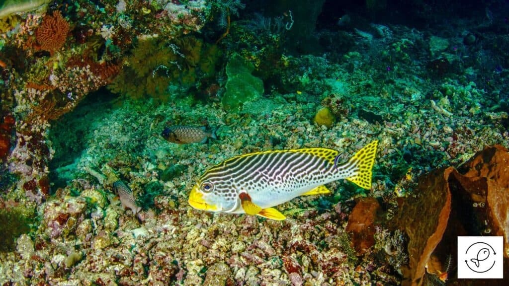 Oriental sweetlips